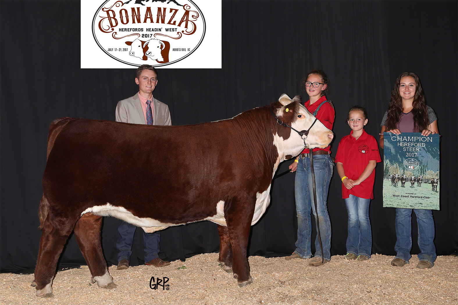 Hereford cow